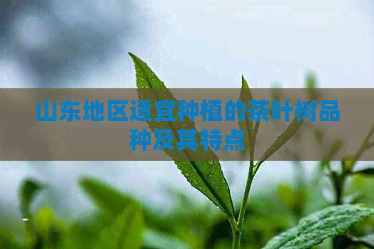 山东地区适宜种植的茶叶树品种及其特点