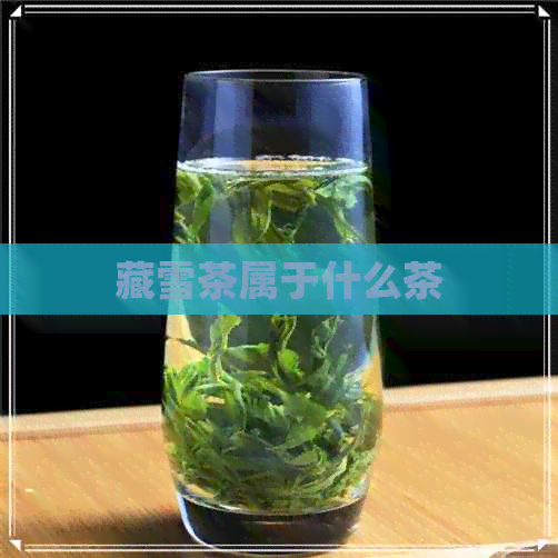 藏雪茶属于什么茶