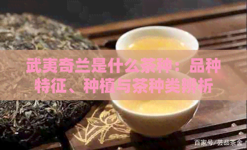 武夷奇兰是什么茶种：品种特征、种植与茶种类辨析