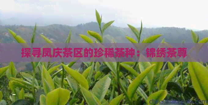 探寻凤庆茶区的珍稀茶种：锦绣茶尊