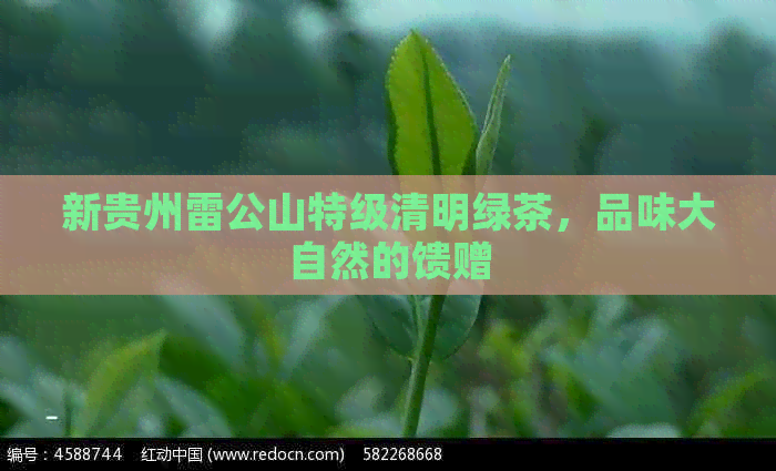 新贵州雷公山特级清明绿茶，品味大自然的馈赠