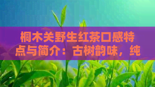 桐木关野生红茶口感特点与简介：古树韵味，纯净滋味