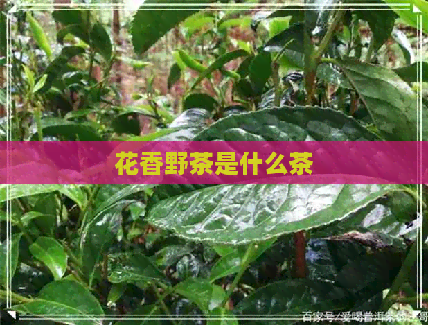 花香野茶是什么茶