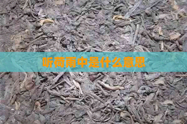 听荷雨中是什么意思