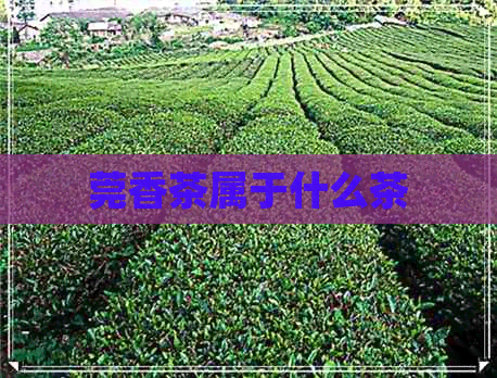 莞香茶属于什么茶