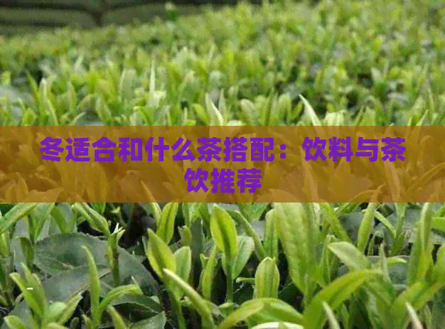 冬适合和什么茶搭配：饮料与茶饮推荐