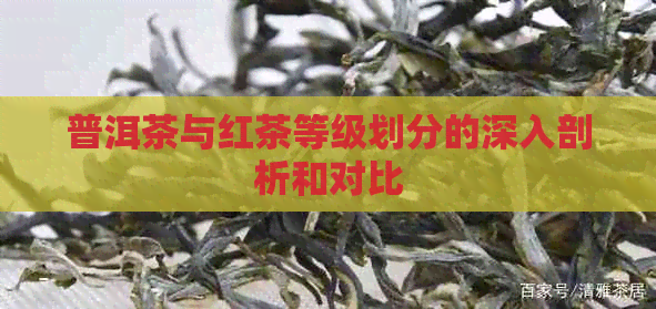 普洱茶与红茶等级划分的深入剖析和对比