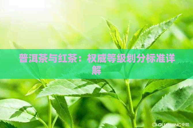 普洱茶与红茶：权威等级划分标准详解