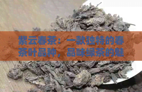 紫云春茶：一款独特的春茶叶品种，品味绿茶的魅力与普洱茶的价格之谜