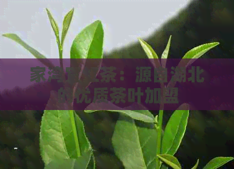 家湾宜红茶：源自湖北的优质茶叶加盟