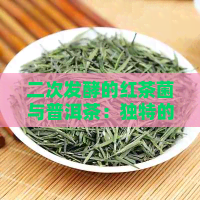 二次发酵的红茶菌与普洱茶：独特的制作过程与步骤详解