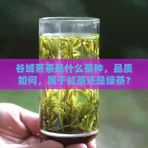 谷城茗茶是什么茶种，品质如何，属于红茶还是绿茶？价格是多少一盒？