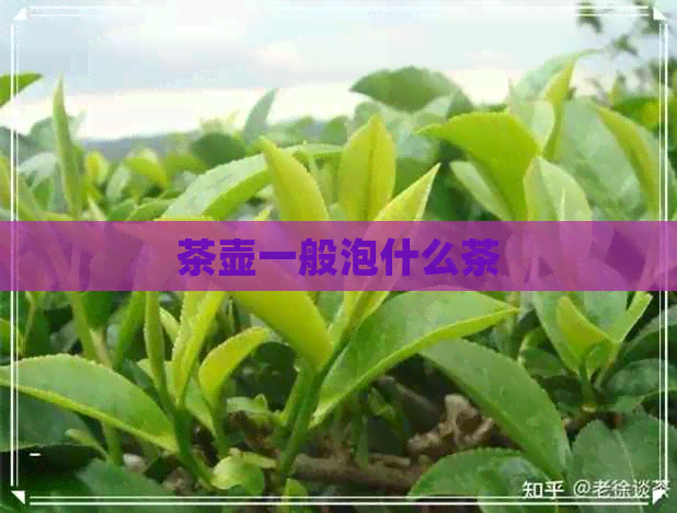 茶壶一般泡什么茶