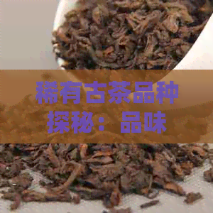 稀有古茶品种探秘：品味源自峥嵘岁月的普洱茶香