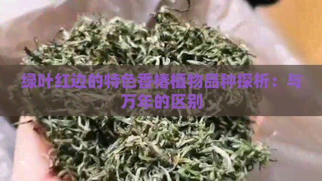 绿叶红边的特色香椿植物品种探析：与万年的区别