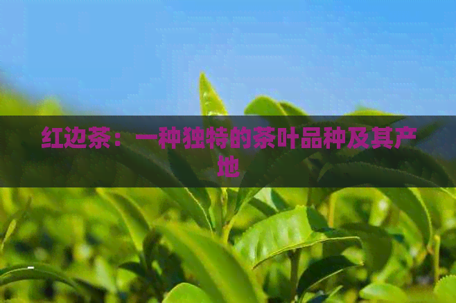 红边茶：一种独特的茶叶品种及其产地