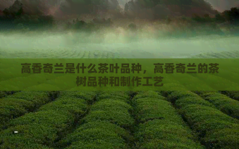 高香奇兰是什么茶叶品种，高香奇兰的茶树品种和制作工艺