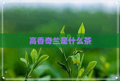 高香奇兰是什么茶