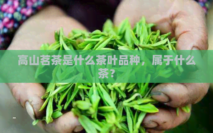 高山茗茶是什么茶叶品种，属于什么茶？