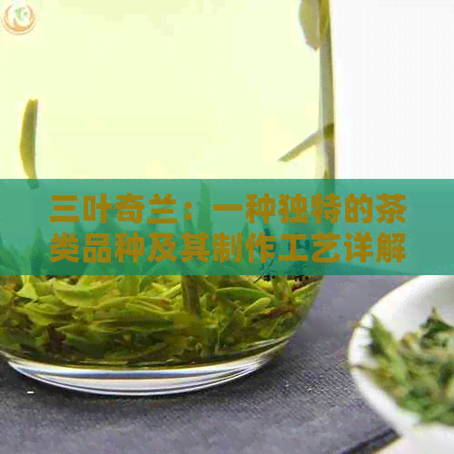 三叶奇兰：一种独特的茶类品种及其制作工艺详解