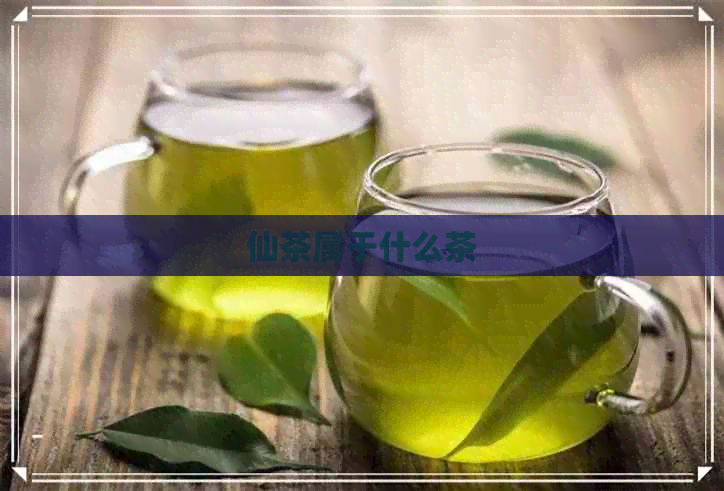 仙茶属于什么茶