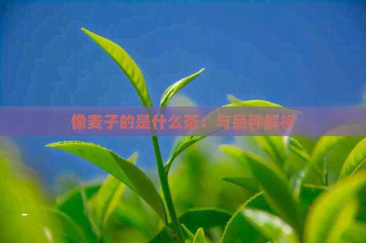 像麦子的是什么茶：与品种解析