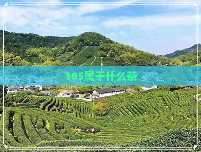 105属于什么茶