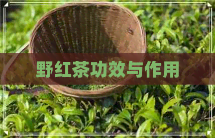 野红茶功效与作用