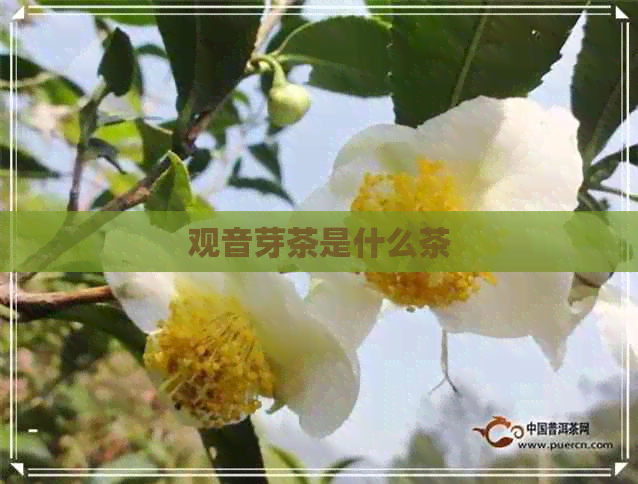 观音芽茶是什么茶