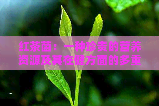 红茶菌：一种珍贵的营养资源及其在健方面的多重益处