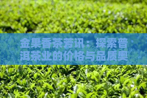 金果香茶芳讯：探索普洱茶业的价格与品质奥秘