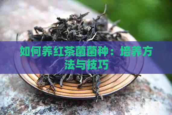 如何养红茶菌菌种：培养方法与技巧