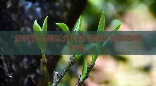 探究普洱茶以外的热性茶叶种类及其特性