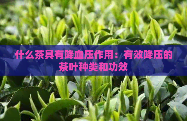 什么茶具有降血压作用：有效降压的茶叶种类和功效