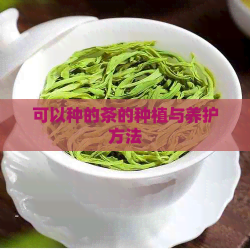 可以种的茶的种植与养护方法