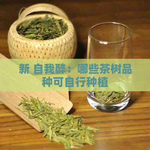 新 自我醉：哪些茶树品种可自行种植