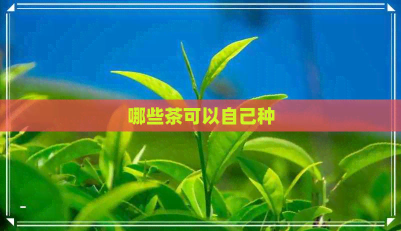 哪些茶可以自己种