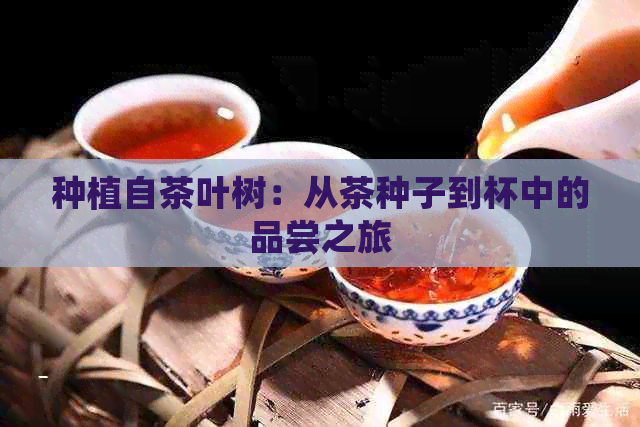 种植自茶叶树：从茶种子到杯中的品尝之旅