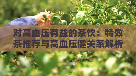 对高血压有益的茶饮：特效茶推荐与高血压健关系解析