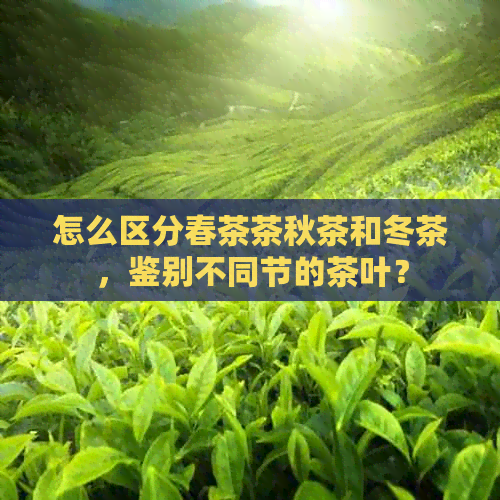 怎么区分春茶茶秋茶和冬茶，鉴别不同节的茶叶？