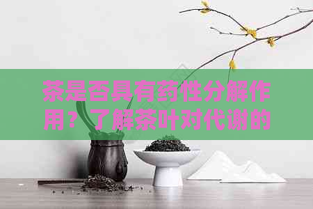 茶是否具有药性分解作用？了解茶叶对代谢的影响