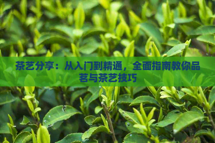 茶艺分享：从入门到精通，全面指南教你品茗与茶艺技巧