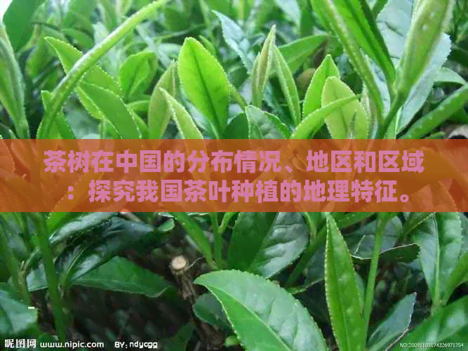 茶树在中国的分布情况、地区和区域：探究我国茶叶种植的地理特征。