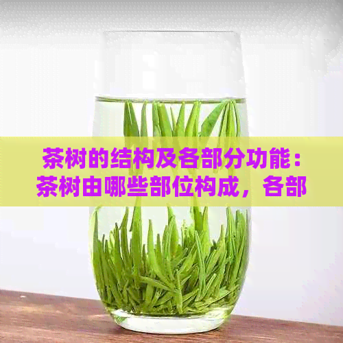 茶树的结构及各部分功能：茶树由哪些部位构成，各部分的作用是什么？