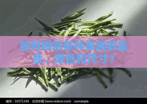 如何辨别茶杯泰迪的品质、颜色和尺寸？