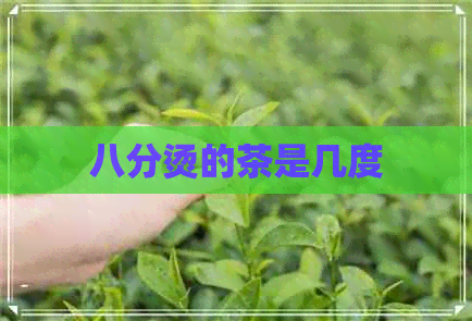 八分烫的茶是几度