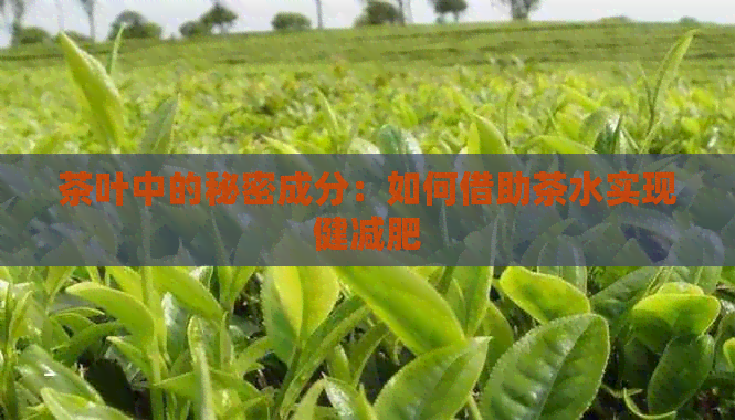 茶叶中的秘密成分：如何借助茶水实现健减肥