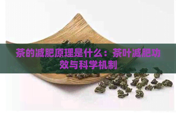 茶的减肥原理是什么：茶叶减肥功效与科学机制