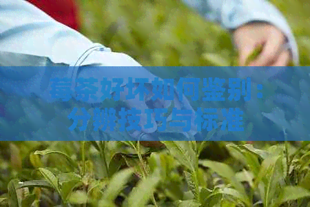 莓茶好坏如何鉴别：分辨技巧与标准