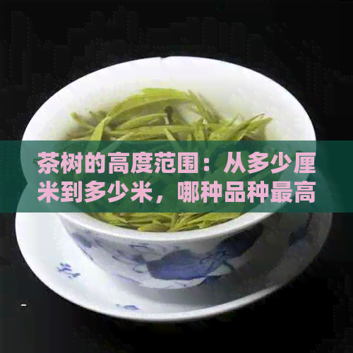 茶树的高度范围：从多少厘米到多少米，哪种品种更高？